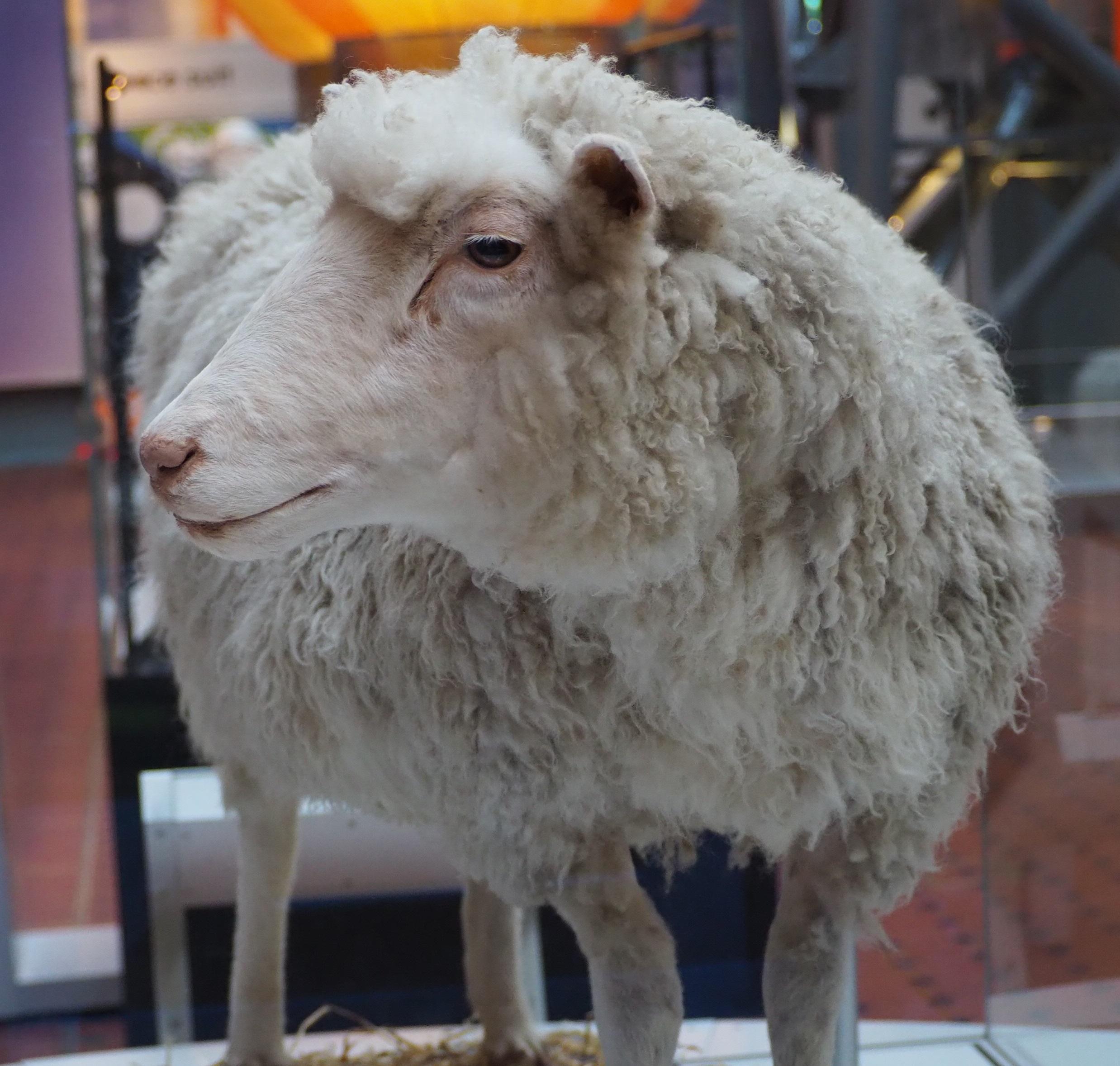 A taxidermied sheep.